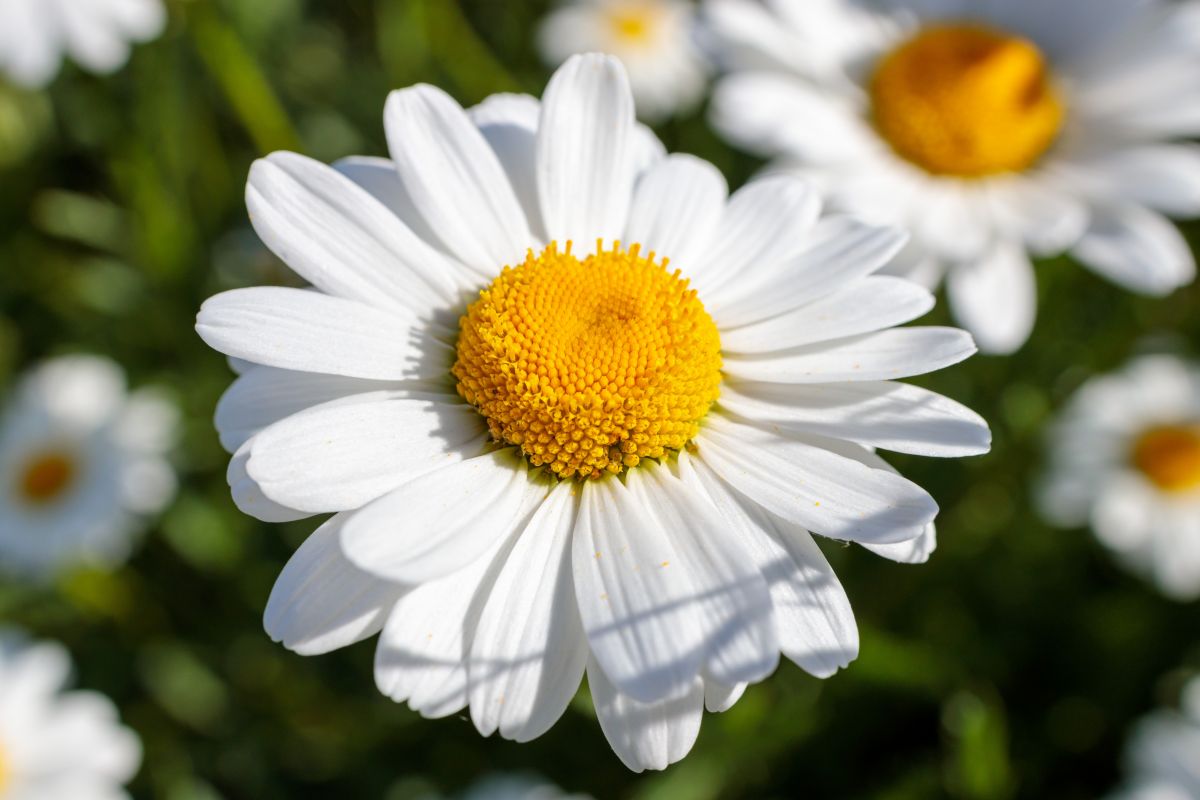 April Birth Flower: Daisy