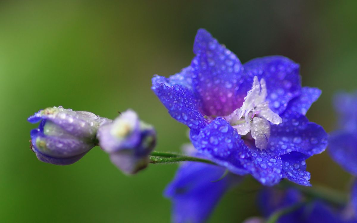 July Birth Flower:Larkspur and Water Lily
