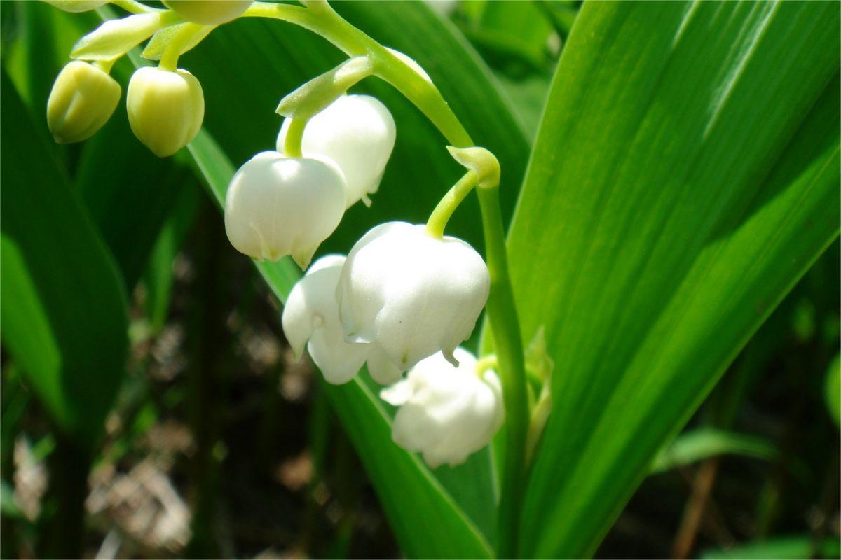 May Birth Flower: Lily of the Valley🌸