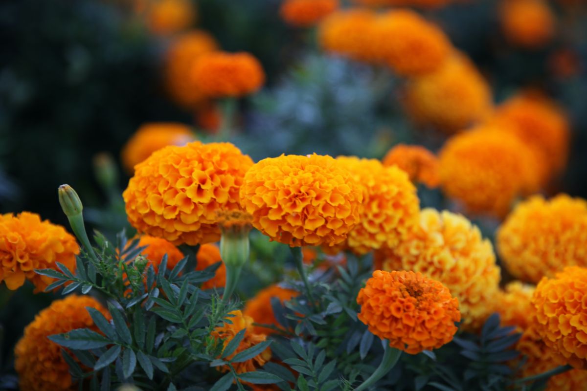October Birth Flower:Marigold and Cosmos