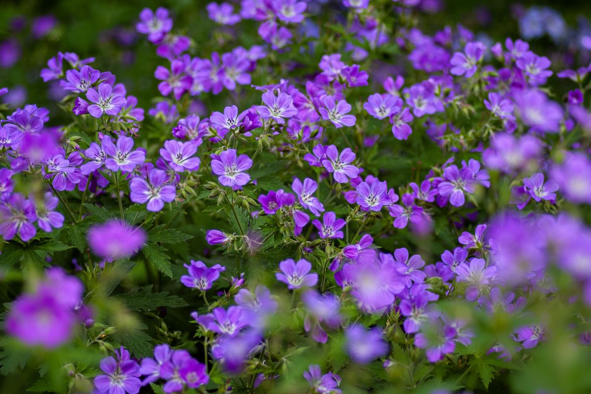 February Birth Flower Violet Birth