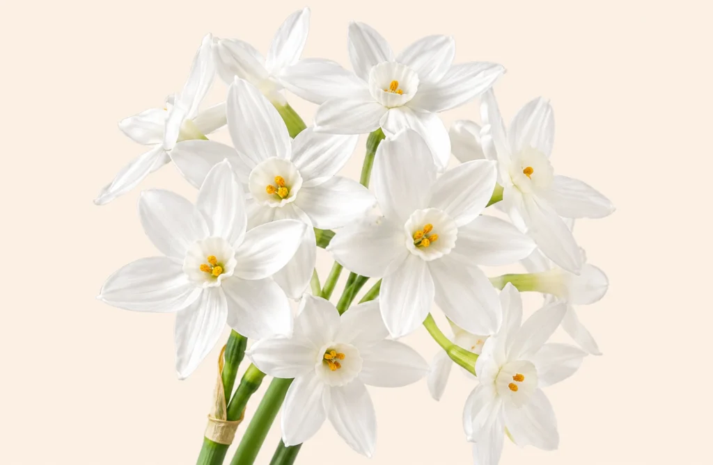 White narcissus flowers with delicate star-shaped petals and yellow centers on green stems against a soft cream background.
