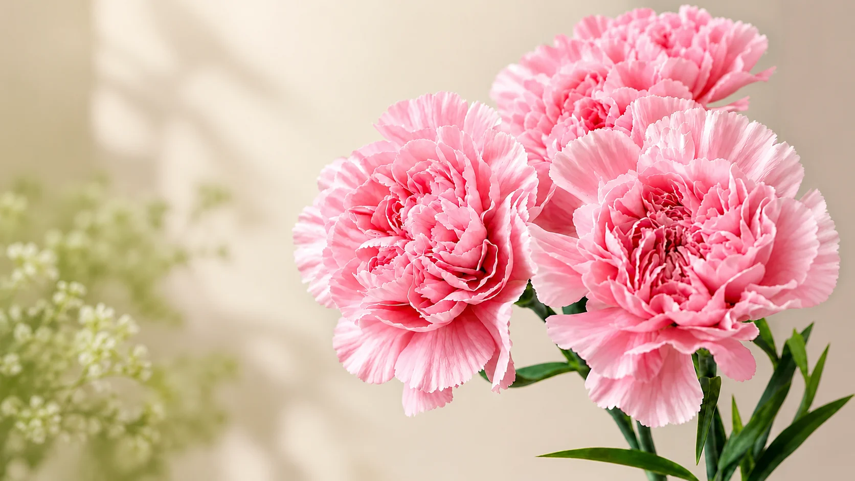 January Birth Flowers A high-resolution close-up of several soft pink carnations with layered, ruffled petals, arranged against a warm beige background with subtle blurred greenery on the left.