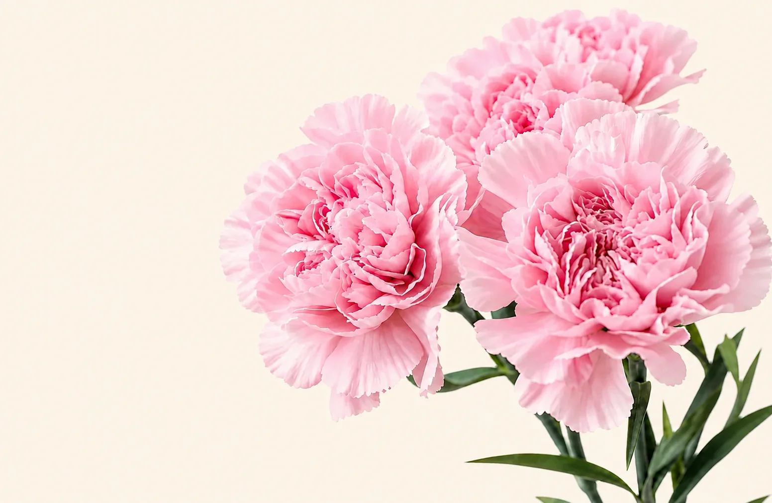 Pink carnations bouquet with delicate ruffled petals on a clean white background.