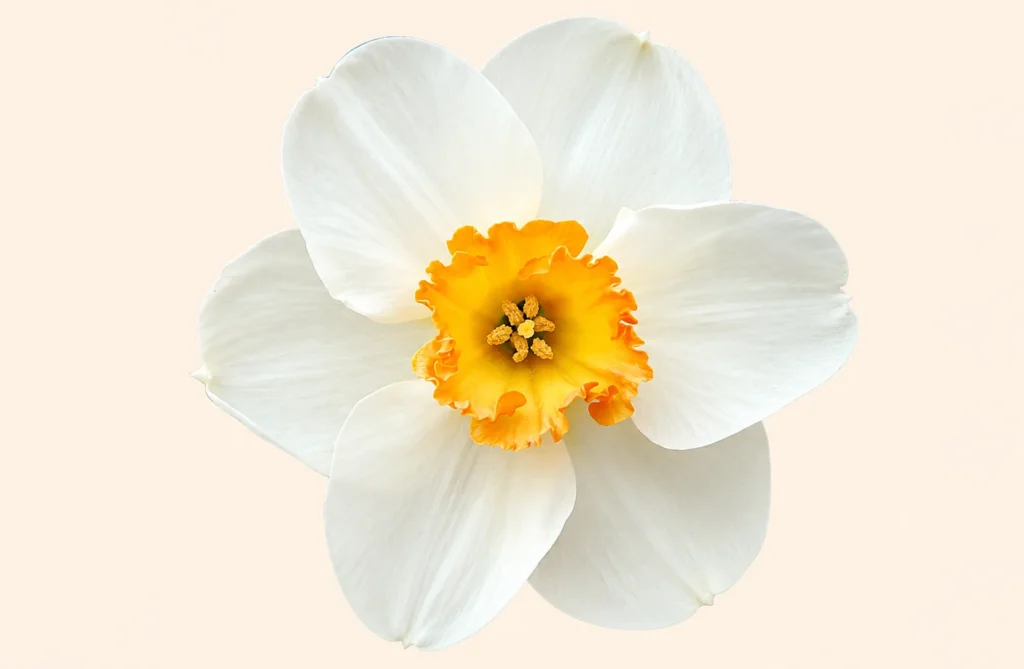 White daffodil flower with a vibrant yellow-orange trumpet center on a soft cream background.