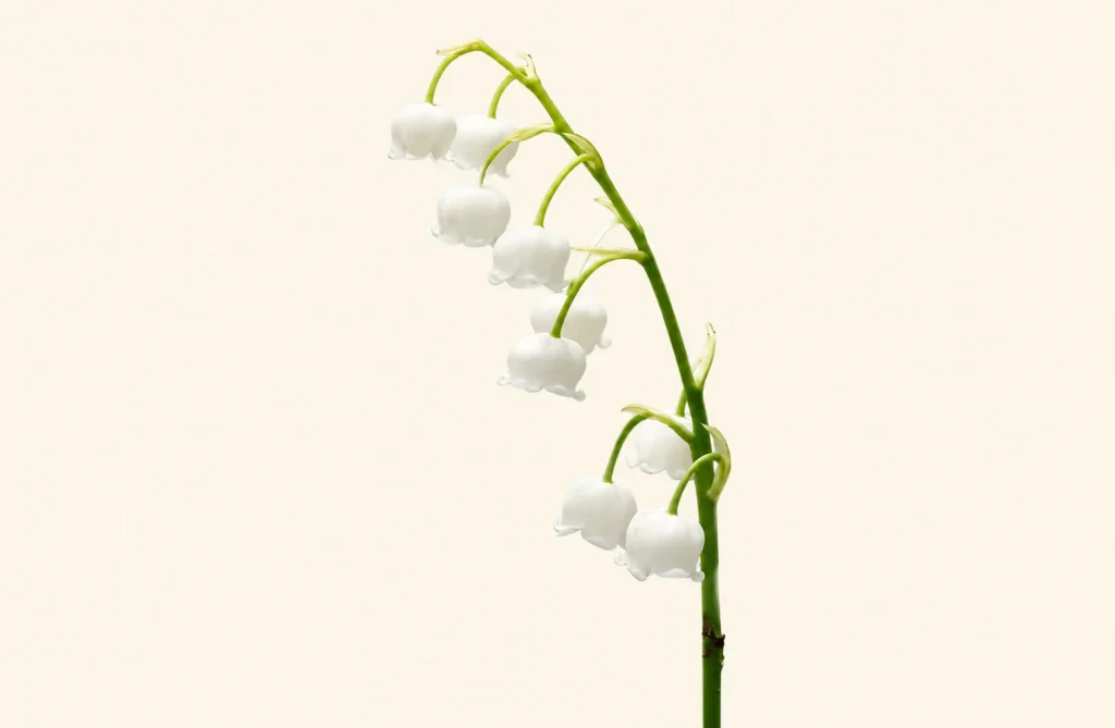 White lily of the valley flowers on a curved green stem against a soft cream background.
