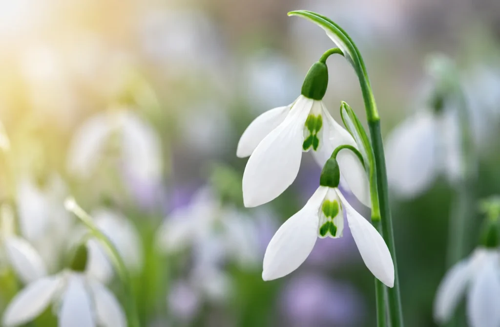 White snowdrop flowers with green markings hanging from slender stems, set against a soft, dreamy spring garden background with blurred foliage and flowers.
